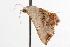  ( - ANIC Gen No. 001381)  @13 [ ] Copyright (2010) Unspecified Australia National Insect Collection