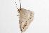  ( - ANIC Gen No. 001385)  @12 [ ] Copyright (2010) Unspecified Australia National Insect Collection