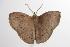  ( - ANIC Gen No. 001395)  @13 [ ] Copyright (2010) Unspecified Australia National Insect Collection