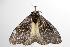  ( - ANIC Gen No. 001396)  @14 [ ] Copyright (2010) Unspecified Australia National Insect Collection