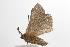  ( - ANIC Gen No. 001401)  @13 [ ] Copyright (2010) Unspecified Australia National Insect Collection