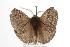  ( - ANIC Gen No. 001402)  @13 [ ] Copyright (2010) Unspecified Australia National Insect Collection