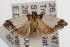  ( - ANIC Gen No. 001410)  @13 [ ] Copyright (2010) Unspecified Australia National Insect Collection