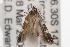  ( - ANIC Gen No. 001430)  @12 [ ] Copyright (2010) Unspecified Australia National Insect Collection