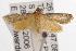  (Metallarcha phaenolis - ANIC Gen No. 001439)  @14 [ ] Copyright (2010) Unspecified Australia National Insect Collection