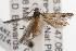  ( - ANIC Gen No. 001447)  @13 [ ] Copyright (2010) Unspecified Australia National Insect Collection