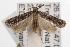  ( - ANIC Gen No. 001461)  @14 [ ] Copyright (2010) Unspecified Australia National Insect Collection