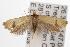  ( - ANIC Gen No. 001471)  @14 [ ] Copyright (2010) Unspecified Australia National Insect Collection