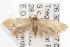  ( - ANIC Gen No. 001474)  @14 [ ] Copyright (2010) Unspecified Australia National Insect Collection