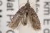  ( - ANIC Gen No. 001482)  @13 [ ] Copyright (2010) Unspecified Australia National Insect Collection
