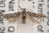  ( - ANIC Gen No. 001483)  @13 [ ] Copyright (2010) Unspecified Australia National Insect Collection