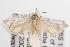  ( - ANIC Gen No. 001486)  @14 [ ] Copyright (2010) Unspecified Australia National Insect Collection