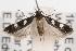  ( - ANIC Gen No. 001492)  @13 [ ] Copyright (2010) Unspecified Australia National Insect Collection