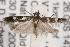  ( - ANIC Gen No. 001493)  @13 [ ] Copyright (2010) Unspecified Australia National Insect Collection