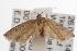 ( - ANIC Gen No. 001499)  @13 [ ] Copyright (2010) Unspecified Australia National Insect Collection