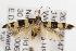  ( - ANIC Gen No. 001502)  @13 [ ] Copyright (2010) Unspecified Australia National Insect Collection