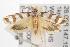  ( - ANIC Gen No. 001513)  @14 [ ] Copyright (2010) Unspecified Australia National Insect Collection