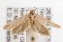  ( - ANIC Gen No. 001516)  @13 [ ] Copyright (2010) Unspecified Australia National Insect Collection