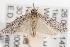  (Agriophara sp. ANIC20 - ANIC Gen No. 001520)  @13 [ ] Copyright (2010) Unspecified Australia National Insect Collection