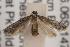  ( - ANIC Gen No. 001526)  @13 [ ] Copyright (2010) Unspecified Australia National Insect Collection