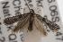  ( - ANIC Gen No. 001527)  @13 [ ] Copyright (2010) Unspecified Australia National Insect Collection