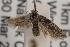  ( - ANIC Gen No. 001528)  @13 [ ] Copyright (2010) Unspecified Australia National Insect Collection