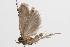  ( - ANIC Gen No. 001531)  @13 [ ] Copyright (2010) Unspecified Australia National Insect Collection