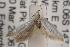  ( - ANIC Gen No. 001540)  @13 [ ] Copyright (2010) Unspecified Australia National Insect Collection