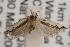  ( - ANIC Gen No. 001541)  @13 [ ] Copyright (2010) Unspecified Australia National Insect Collection