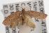  ( - ANIC Gen No. 001563)  @13 [ ] Copyright (2010) Unspecified Australia National Insect Collection
