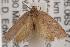  ( - ANIC Gen No. 001565)  @13 [ ] Copyright (2010) Unspecified Australia National Insect Collection
