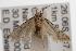  (Ephysteris anthochra - ANIC Gen No. 001566)  @14 [ ] Copyright (2010) Unspecified Australia National Insect Collection