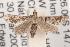  ( - ANIC Gen No. 001572)  @14 [ ] Copyright (2010) Unspecified Australia National Insect Collection