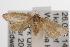  ( - ANIC Gen No. 001586)  @14 [ ] Copyright (2010) Unspecified Australia National Insect Collection