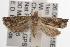  ( - ANIC Gen No. 001587)  @13 [ ] Copyright (2010) Unspecified Australia National Insect Collection