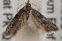  ( - ANIC Gen No. 001596)  @13 [ ] Copyright (2010) Unspecified Australia National Insect Collection