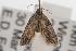  ( - ANIC Gen No. 001597)  @13 [ ] Copyright (2010) Unspecified Australia National Insect Collection