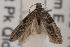  ( - ANIC Gen No. 001598)  @13 [ ] Copyright (2010) Unspecified Australia National Insect Collection