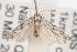  ( - ANIC Gen No. 001600)  @13 [ ] Copyright (2010) Unspecified Australia National Insect Collection