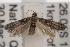  ( - ANIC Gen No. 001603)  @13 [ ] Copyright (2010) Unspecified Australia National Insect Collection