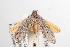  ( - ANIC Gen No. 001613)  @14 [ ] Copyright (2010) Unspecified Australia National Insect Collection