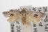  ( - ANIC Gen No. 001619)  @14 [ ] Copyright (2010) Unspecified Australia National Insect Collection