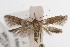  ( - ANIC Gen No. 001628)  @13 [ ] Copyright (2010) Unspecified Australia National Insect Collection