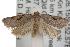  ( - ANIC Gen No. 001675)  @13 [ ] Copyright (2010) Unspecified Australia National Insect Collection