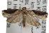  ( - ANIC Gen No. 001686)  @13 [ ] Copyright (2010) Unspecified Australia National Insect Collection