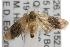 ( - ANIC Gen No. 001694)  @13 [ ] Copyright (2010) Unspecified Australia National Insect Collection