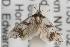  ( - ANIC Gen No. 001704)  @13 [ ] Copyright (2010) Unspecified Australia National Insect Collection