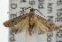  ( - ANIC Gen No. 001728)  @13 [ ] Copyright (2010) Unspecified Australia National Insect Collection