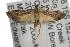  ( - ANIC Gen No. 001739)  @13 [ ] Copyright (2010) Unspecified Australia National Insect Collection