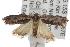  ( - ANIC Gen No. 001752)  @13 [ ] Copyright (2010) Unspecified Australia National Insect Collection